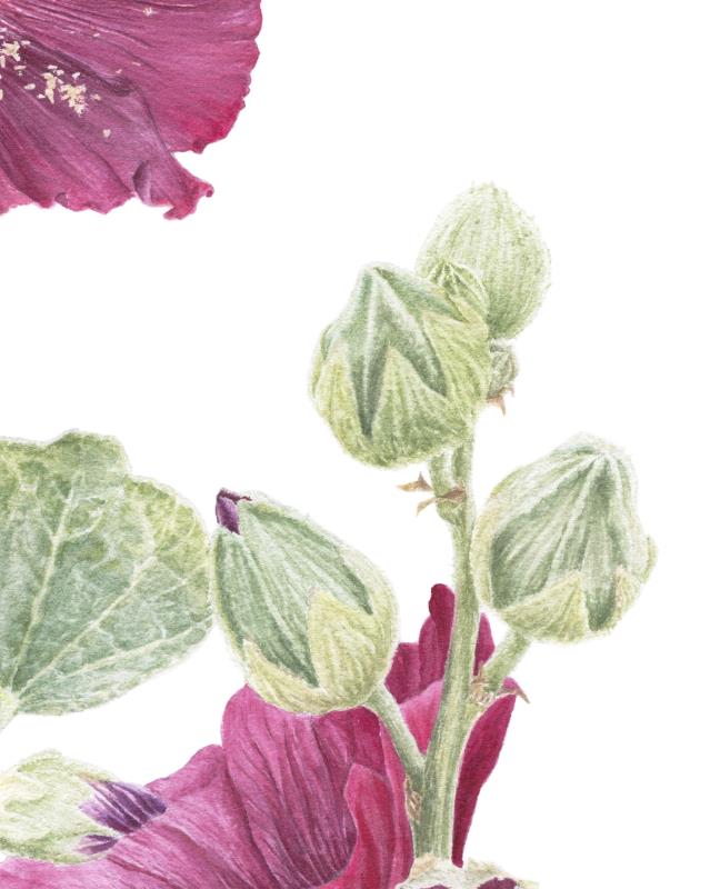 Hollyhocks